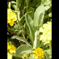 Corbeille d'or, Aurinia Saxatilis (ss esp Saxatilis)(fam. Brassicacees) (Europe cent. & ori.)(8)